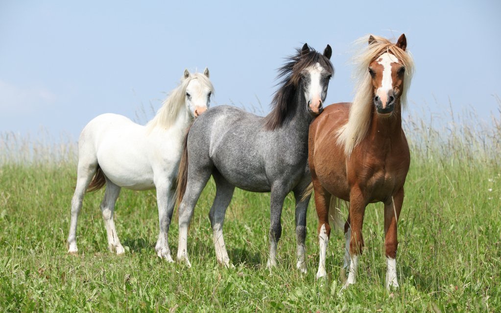 Welsh Ponys stammen aus den Waliser Bergen. In der Welshpony-Zucht werden drei Typen unterschieden (Welsh A, B und C). Es gibt aber auch noch den Welsh Cob (Welsh D).