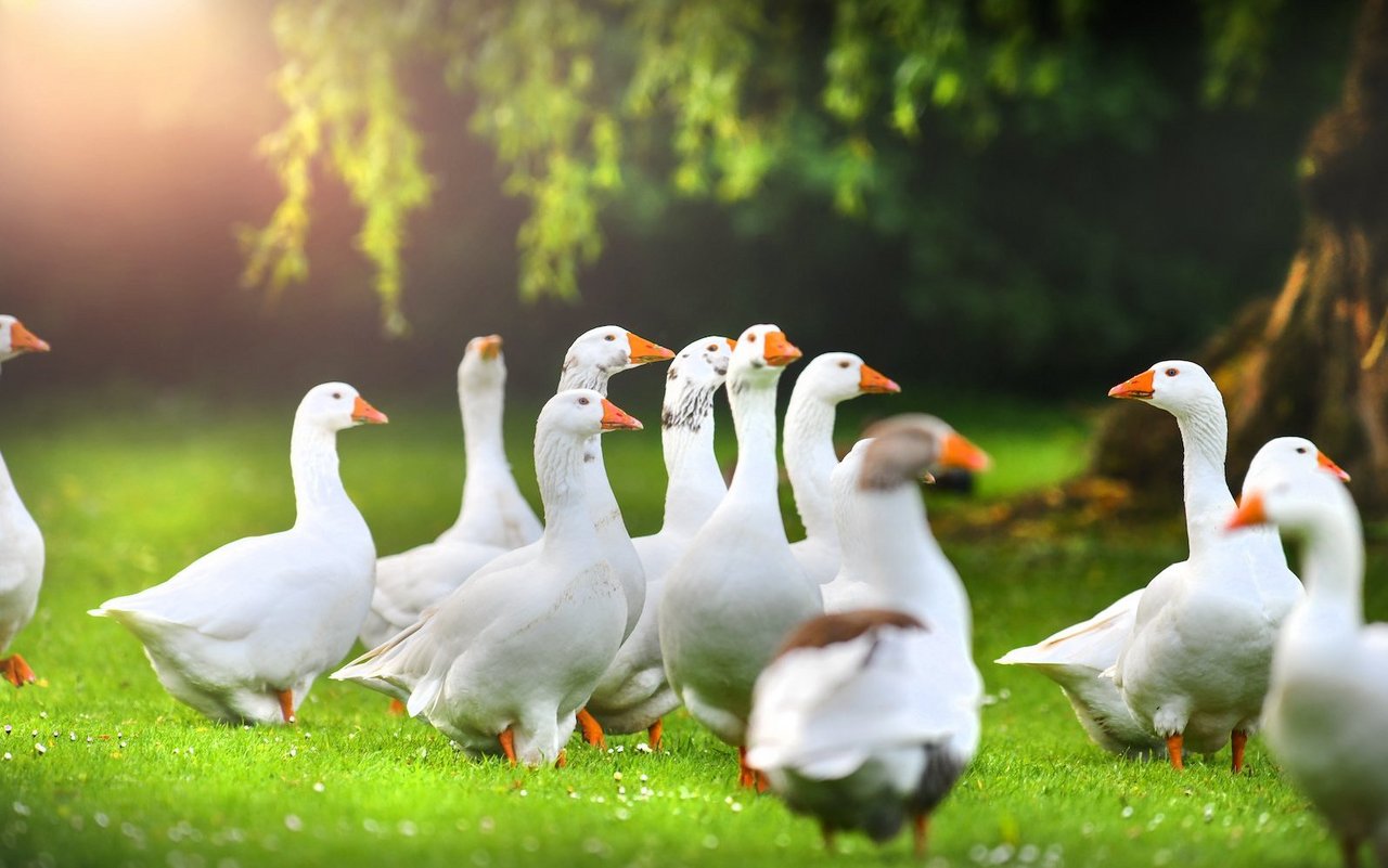 Die Tiere brauchen sehr viel Platz sowie Zugang zu einem Schwimmteich.