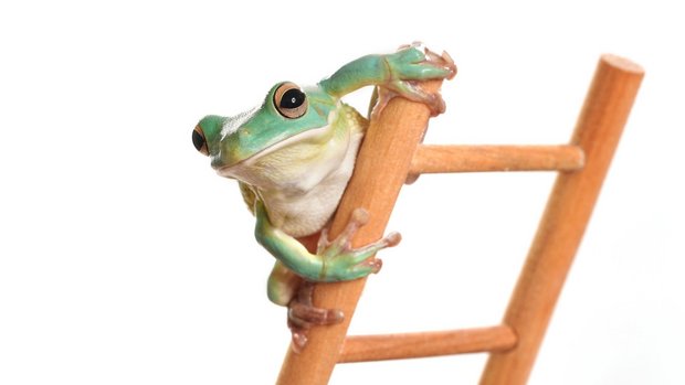 Frosch