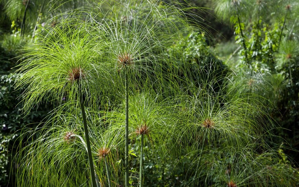 Echter Papyrus bildet filigrane Blattschöpfe wie Haare aus. 