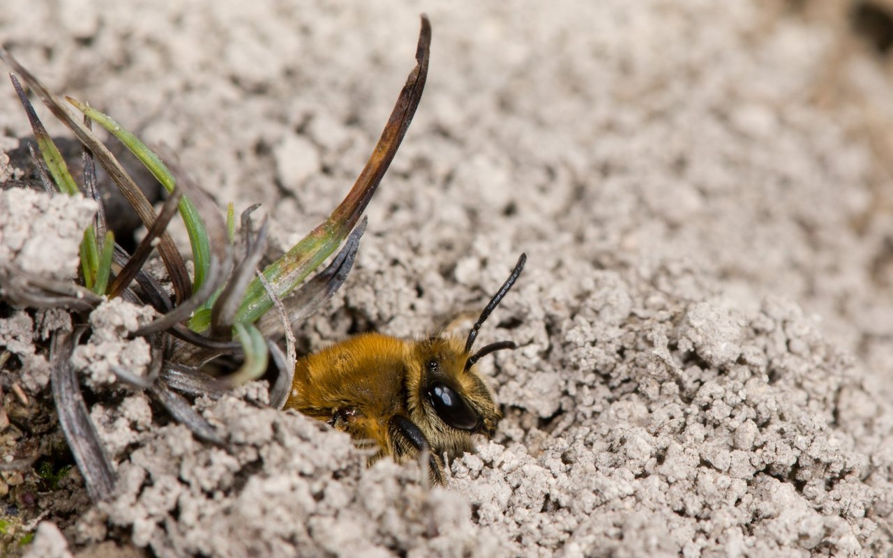 Efeu-Seidenbiene (Colletes hederae)