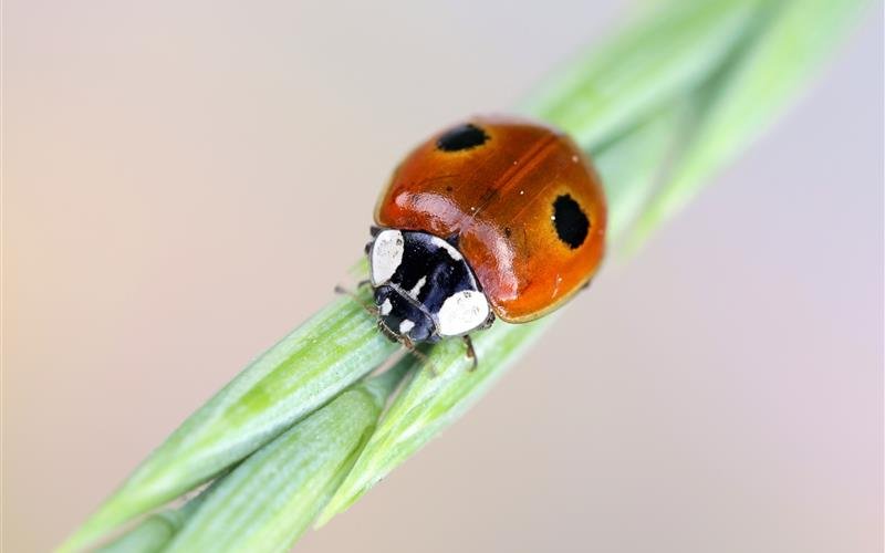 Der heimische Zweipunkte-Marienkäfer ist an seinen Zwei schwarzen Punkten zu erkennen. Er kann jedoch auch andere Farben haben.