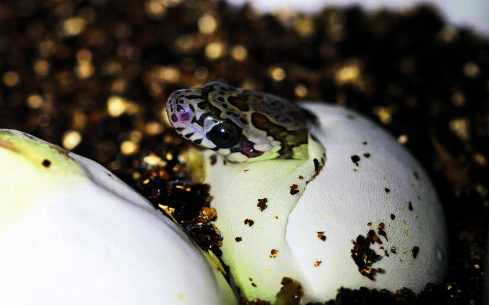 Die Eier der Kornnatter fühlen sich an wie Leder und dürfen nicht gewendet werden.