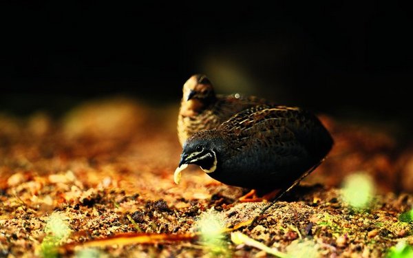 Chinesische Zwergwachteln richtig halten tierwelt.ch TierWelt