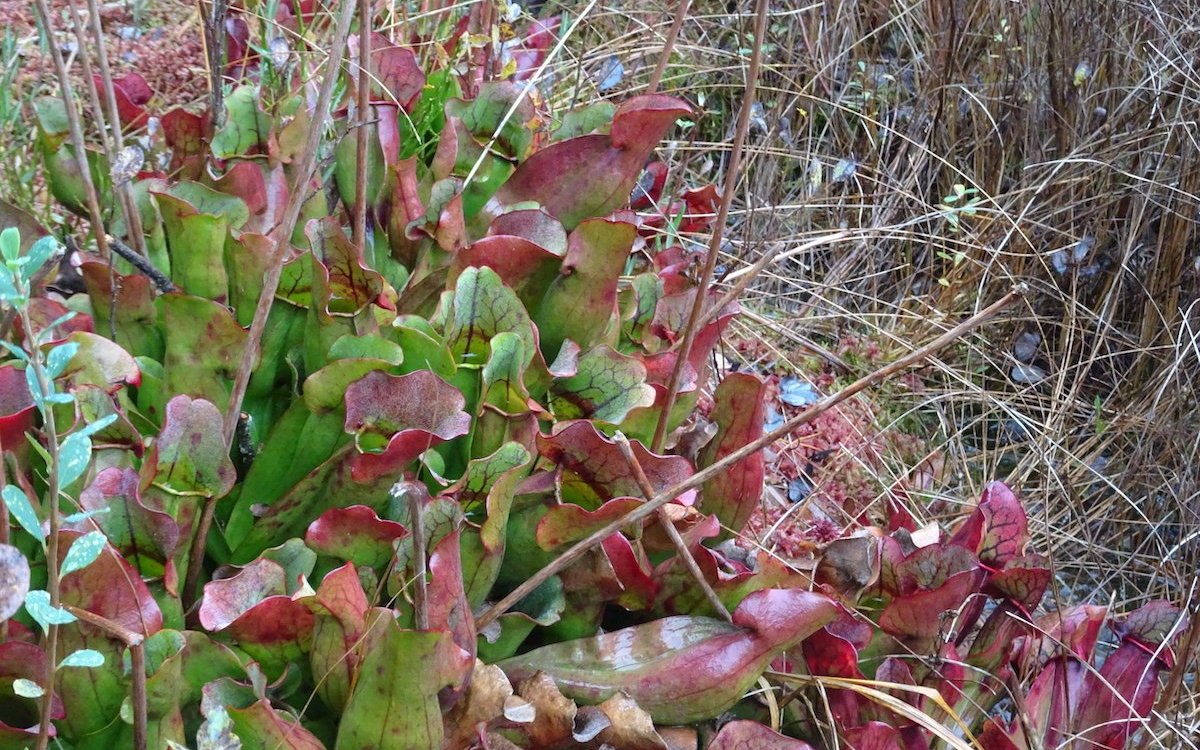 Kurgpflanzen gehören zu den Schlauchpflanzen und fangen Insekten in ihren Trichtern. 