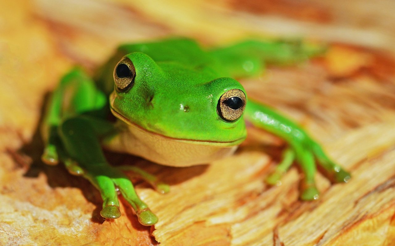 Frösche gibt es in allen Grössen und Farben – Wissen Sie wie viele Froscharten es gibt?