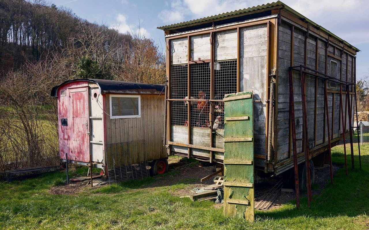 Alexander Morfs Elterntierpark umfasst zahlreiche kleinere und grössere Mobilställe auf einer abschüssigen Streuobstwiese. Seine Zucht trägt den Namen «Kokido», was in der Esperantosprache «Huhn» bedeutet.