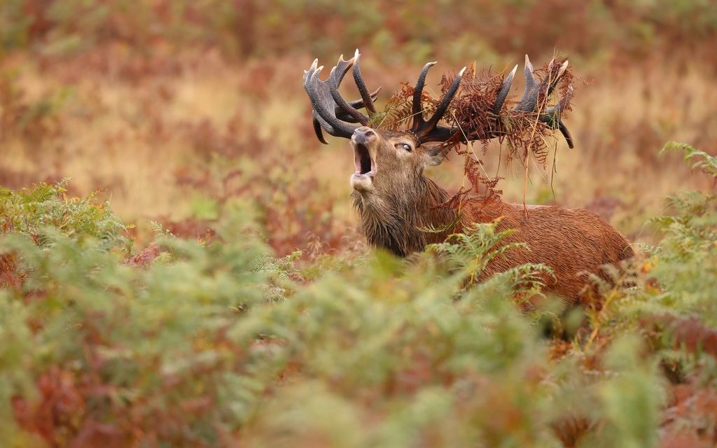 Schaurig schön sind die Brunftschreie der Hirschbullen im Herbst, die in verschiedenen Orten der Schweiz beobachtet werden können. 