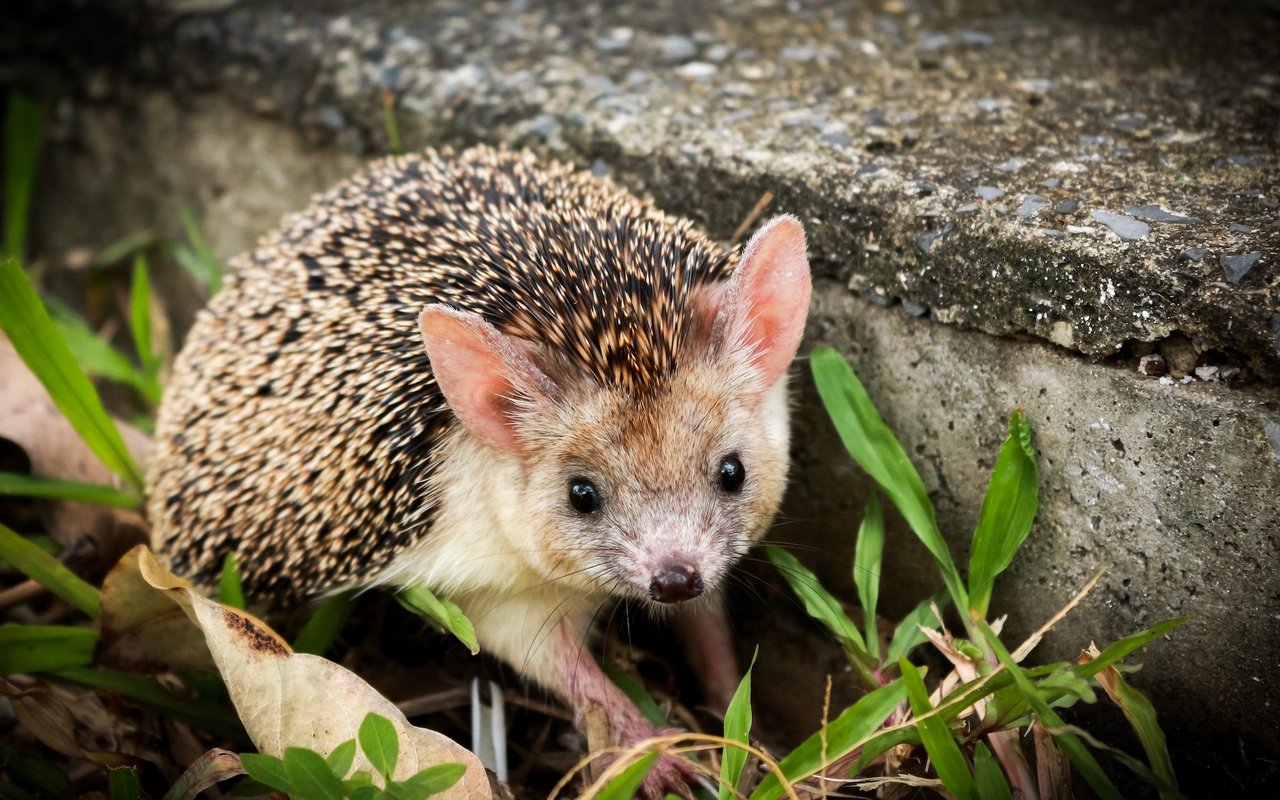 Die Tiere haben einen sehr gut ausgeprägten Geruchssinn und ein gutes Gehör und setzen sie zum Aufspüren der Nahrung ein.