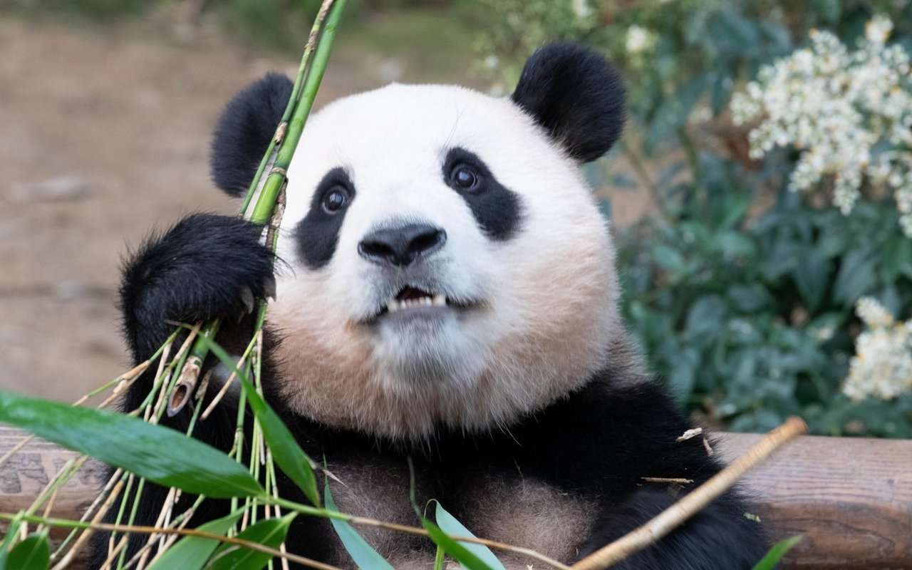 China setzt bis heute auf seine Panda-Diplomatie und verleiht die Tiere nur an Zoos in befreundeten Staaten.