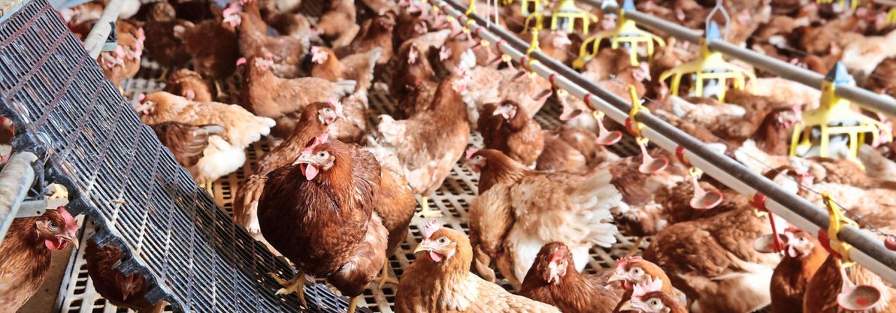 Kannibalismus bei Hühnern tritt vorwiegend in Legebatterien auf, trotzdem lässt sich über die genauen Ursachen lediglich spekulieren.