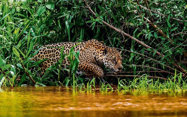 Die Rückkehr des Jaguars in Argentinien tierwelt.ch TierWelt