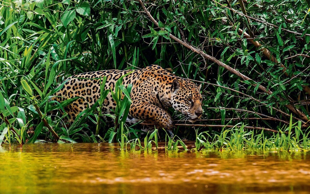 Der Jaguar ist im Sumpfgebiet wieder auf der Jagd. 