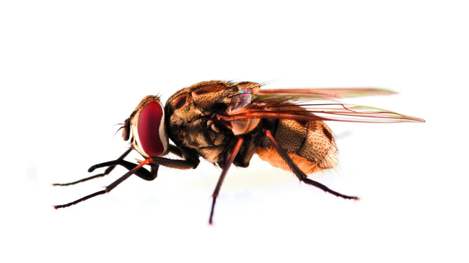 Wadenstecher (Stomoxys calcitrans)