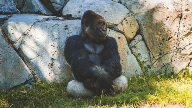 Gorilla im San Diego Zoo