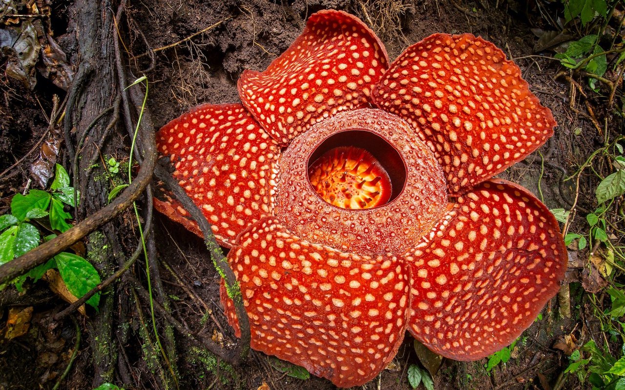Die «Monsterblume» wird ihrem Namen gerecht. 