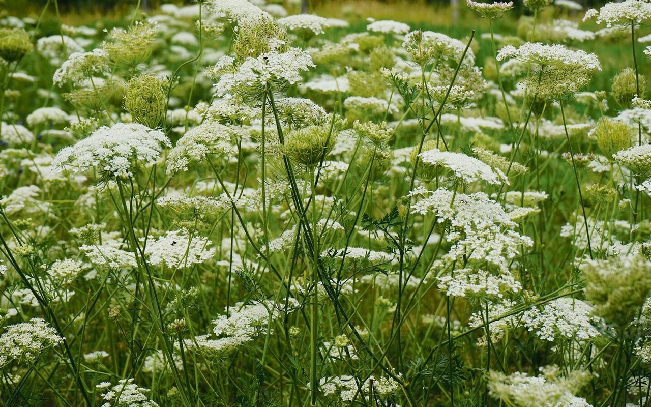 Hübsche Blüte, und die Früchte schmecken auch noch: Die Wilde Möhre.