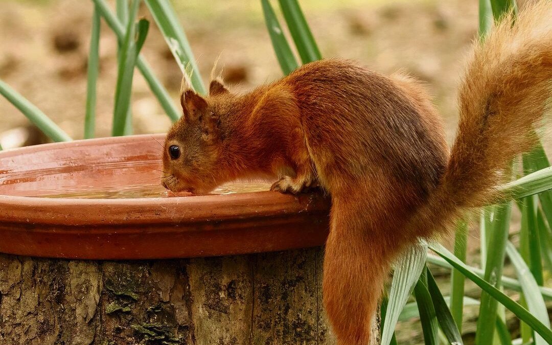 Für Wasserstellen sind Eichhörnchen dankbar. Wichtig ist, dass sie nicht wie etwa bei Regentonnen hineinrutschen und ertrinken können.