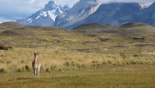 Ein Guanako vor Bergpanorama im Nationalpark Torres del Paine in Chile