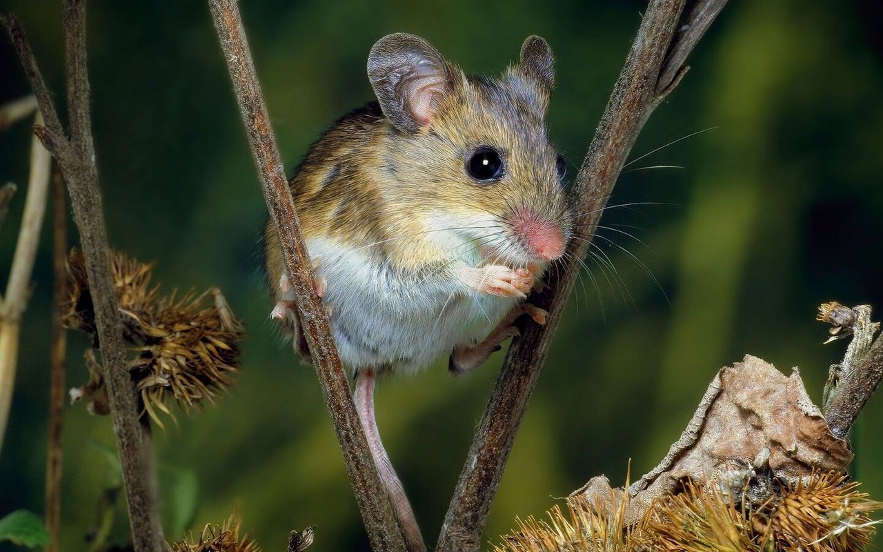 Kleinsäuger verstecken sich gerne in den Hecken. 