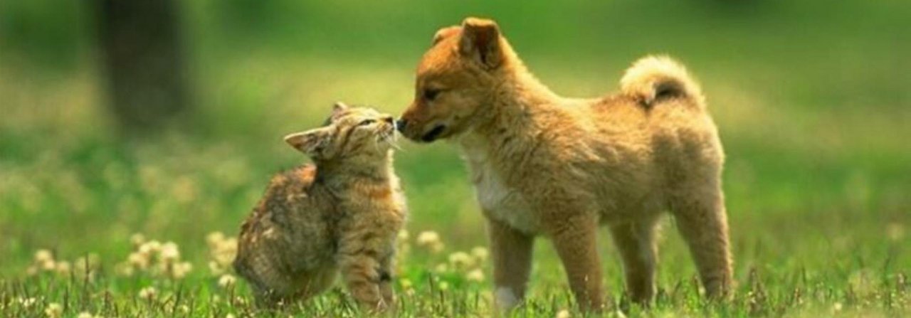 Katze und Hund können beste Freunde sein. Ihr Fressen sollten sie aber nicht teilen.