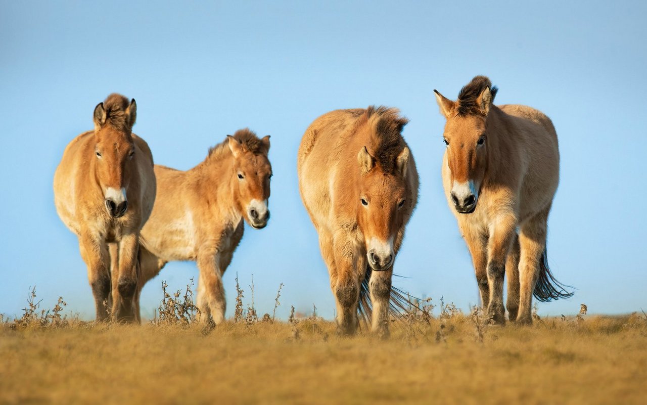 Przewalski, auch "Takhis" gennant, sind relativ klein und haben einen gedrungenen Körper.