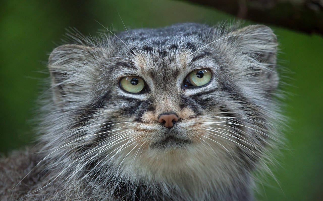 Speziell: Der Manul hat runde Pupillen. 