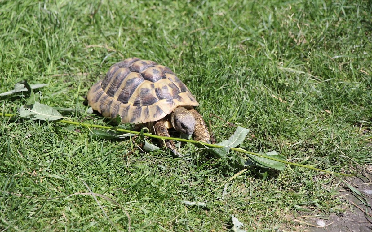 Griechische Landschildkröten tanken Sonne im Aussengehege. 