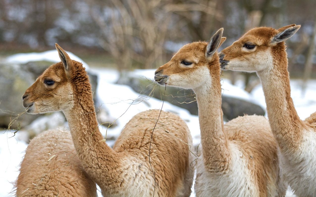 Eine Gruppe Vikunjas im Zoo Zürich.