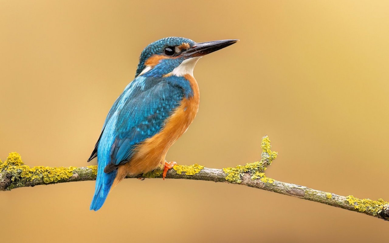 Das Gefieder des Eisvogels ist auffallend blau und orange. 