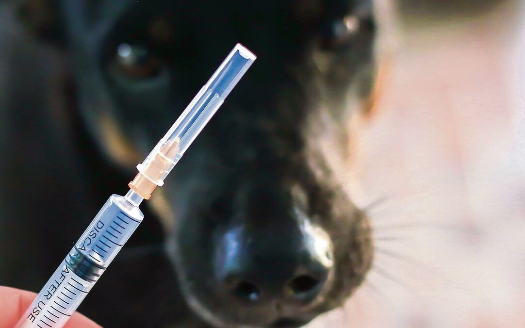 Eine Impfung schützt Hund und Katze vor dem tödlichen Tollwut-Virus. 