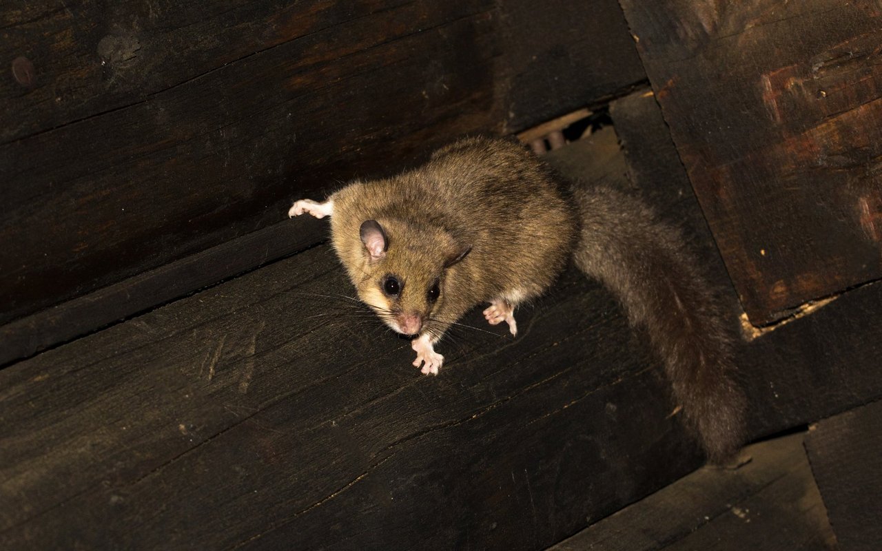 Der Siebenschläfer ist ein waschechter Langschläfer.