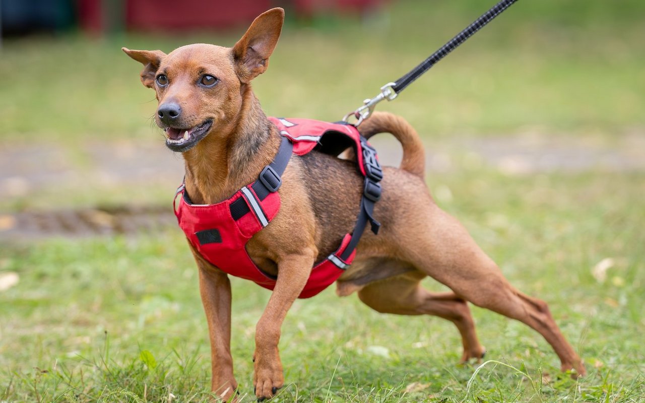 Der Zwergpinscher mag klein sein, doch an Kraft und Ausdauer mangelt es ihm nicht.