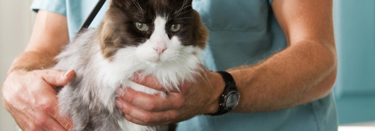 Nach der Kastration braucht die Katze ein paar Tage Ruhe und besondere Beobachtung.