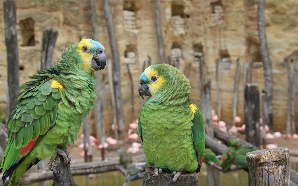 Zwei Blaustirnamazonen in der riesigen Freiflugvoliere des Bioparc von Doué-la-Fontaine in Frankreich. 