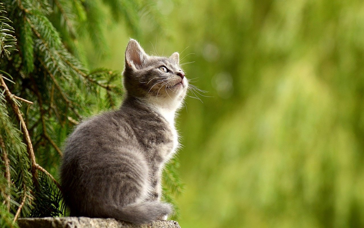 Bei den Schweizer Katzen dominiert die Blutgruppe A.