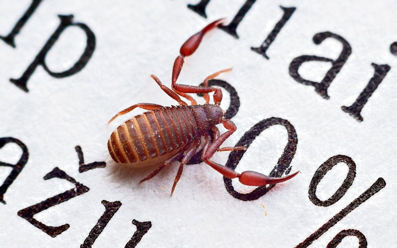 Der Bücherskorpion ist nur wenige Millimeter gross und für den Menschen völlig harmlos.