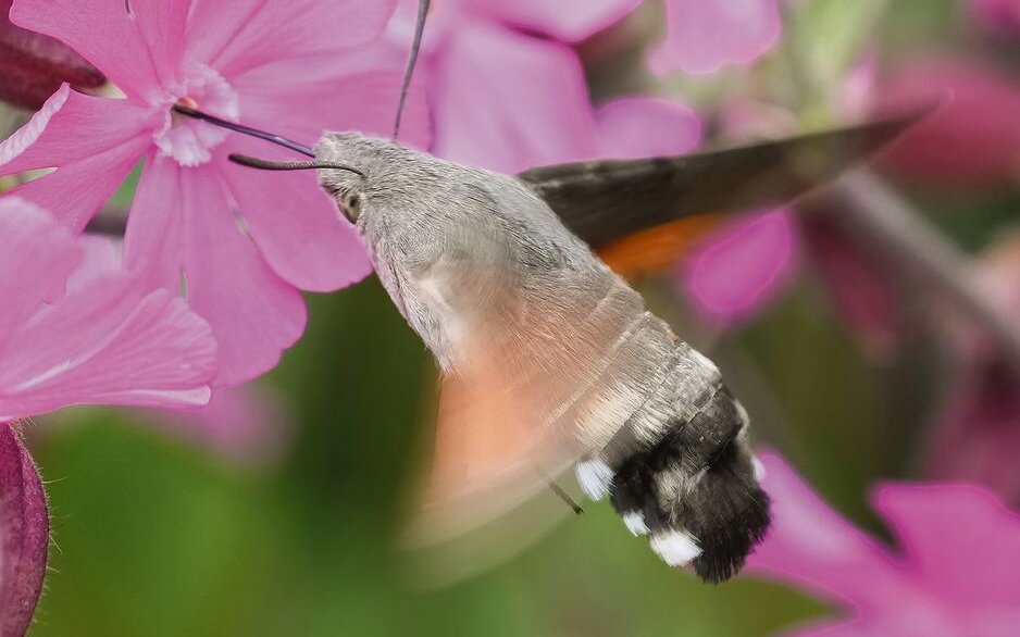 Ein tagaktives Taubenschwänzchen, das zu den Nachtfaltern gehört, saugt Nektar aus der Blüte eines Leimkrauts. 