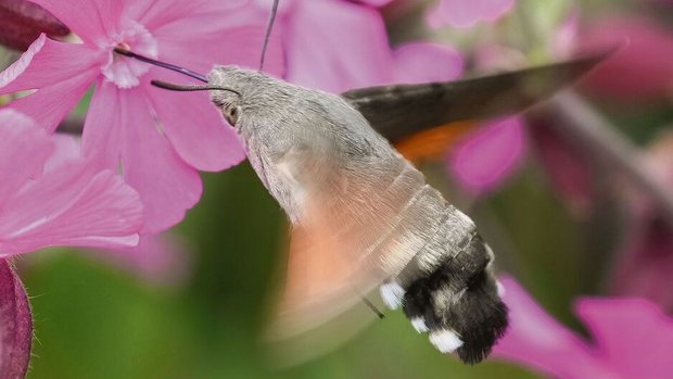Ein tagaktives Taubenschwänzchen, das zu den Nachtfaltern gehört, saugt Nektar aus der Blüte eines Leimkrauts. 