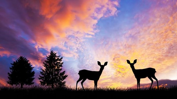 Rehe am Abend