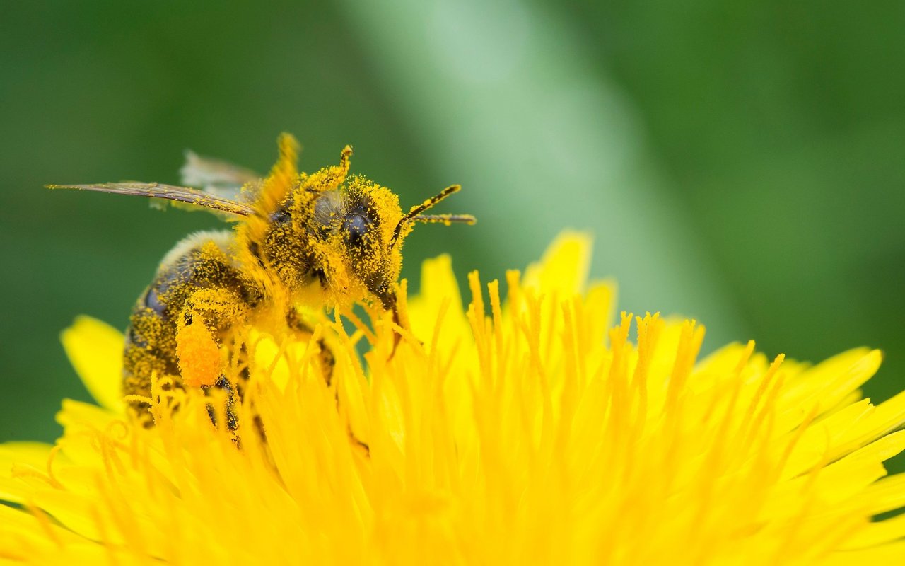 Während Allergiker sich ab Pollen stören, freuen sich besonders Bienen darüber.