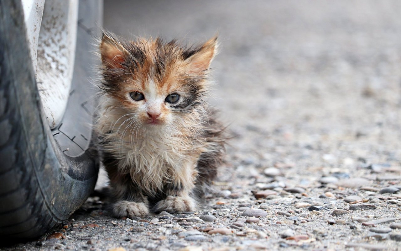 Zu viele Kätzchen werden in der Schweiz vernachlässigt. 