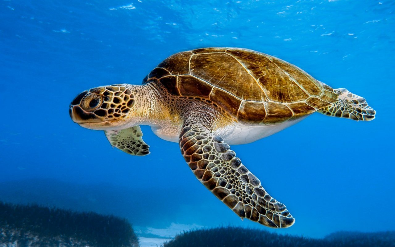 Seit den Siebzigerjahren ist der Bestand an Grünen Meeresschildkröten um etwa 28 Prozent gestiegen.