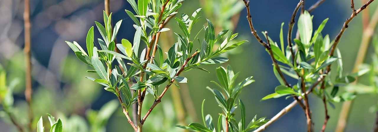 Die Alpenpurpurweide ist ein filigraner Kleinbusch.