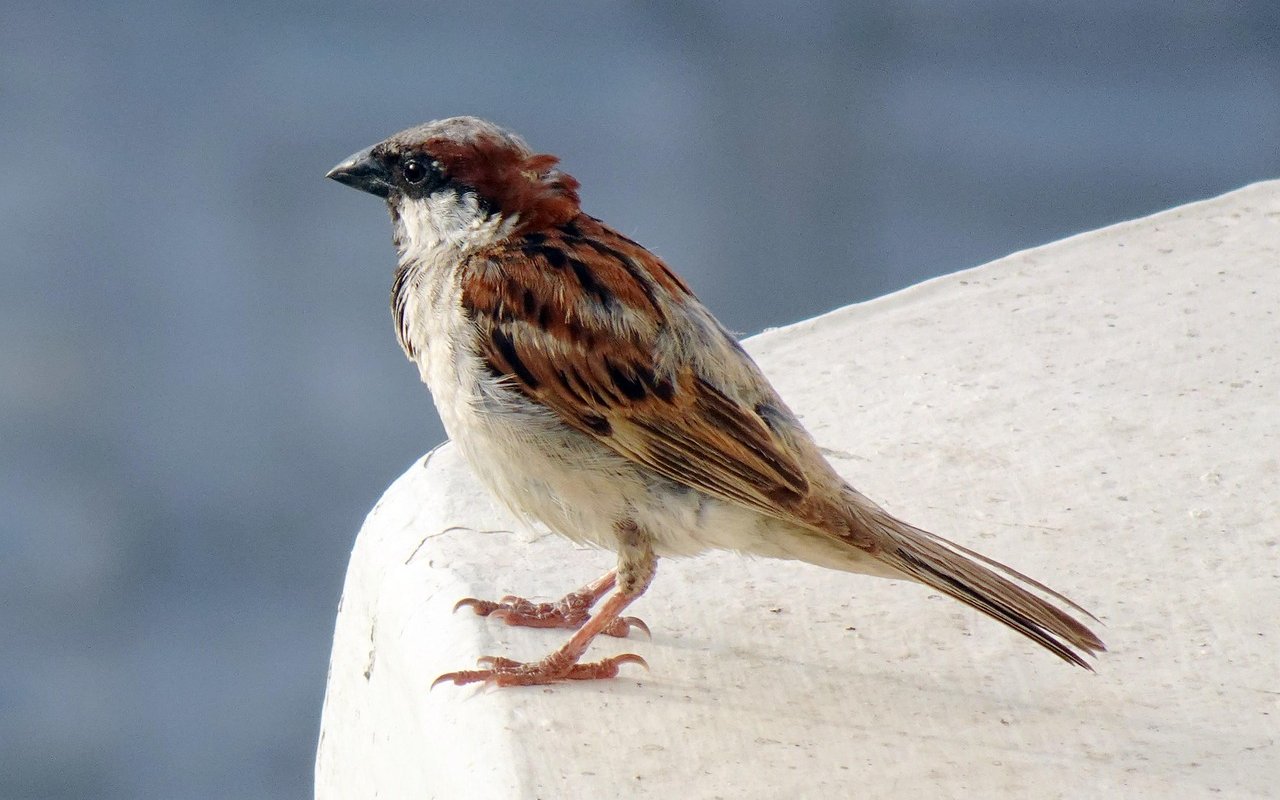 Hausspatz