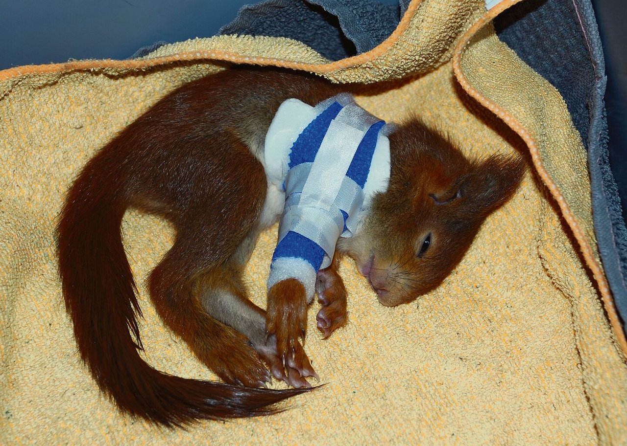 Ein junges Eichhörnchen erholt sich von einem Beinbruch (oben), während Simon Schürch einen verletzten Igel behandelt (unten).