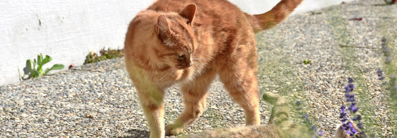 Chilli geriet vor sechs Jahren in eine Mähmaschine und verlor sein Bein. Nach einer anfänglichen Krise ist der Kater heute Quartierchef.