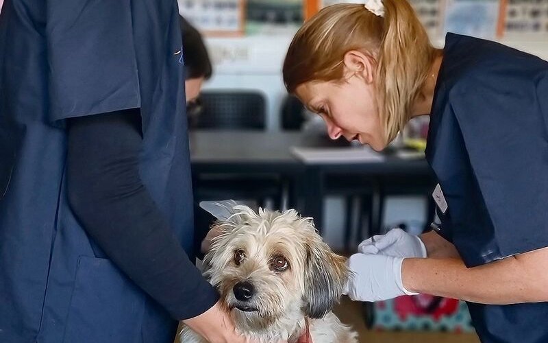 Der Besuch beim Gassentierarzt ist nicht nur für die Tiere ungewohnt, auch das Team wird oft mit schwierigen Situationen konfrontiert.