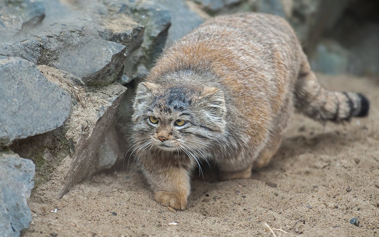 Die Pallas-Katze ist ein geübter Jäger.