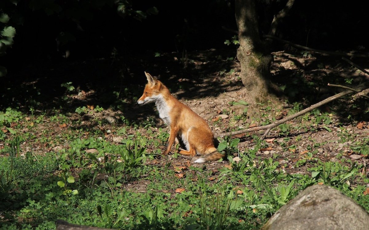 Der Fuchs in der Morgensonne in seinem naturnahen Gehege im Tierpark Lange Erlen.